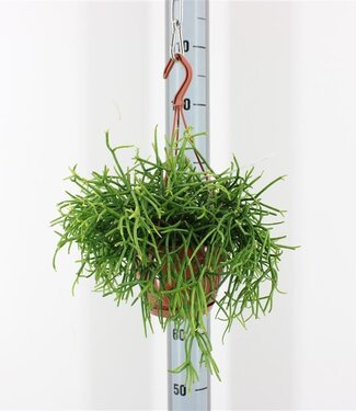 ME Rhipsalis Pulchra Hang P14 ( x 1 )