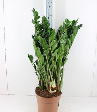 ME Zamioculcas 10+ Veren P30 | Per stuk