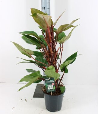 ME Philodendron rood Emerald | Potmaat 19 | Per stuk