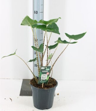 ME Plante d'intérieur Alocasia Siberian Tiger | Hauteur 60 centimètres | Taille du pot 19 | Chaque