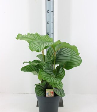 ME Calathea Orbifolia | Topfgröße 24 | Einzeln