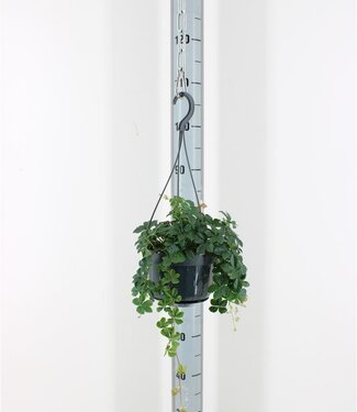 ME Parthenocissus Inser Striatha Hang | Topfgröße 15 | pro Stück