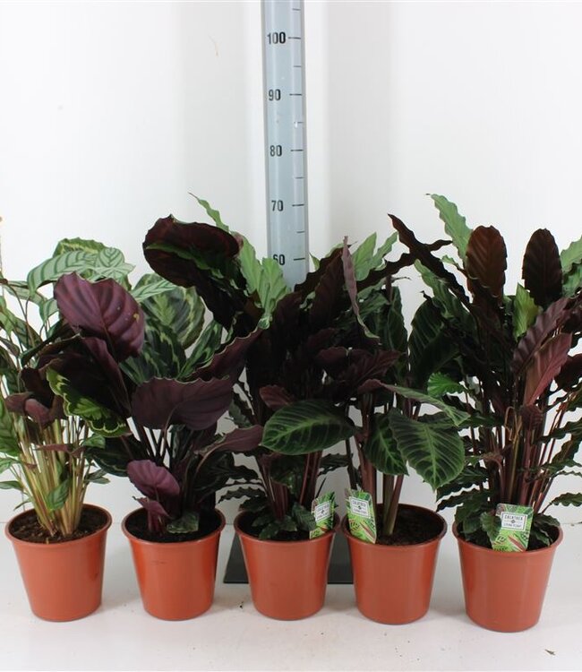 Calathea Gemengd | Potmaat 19 | Per stuk