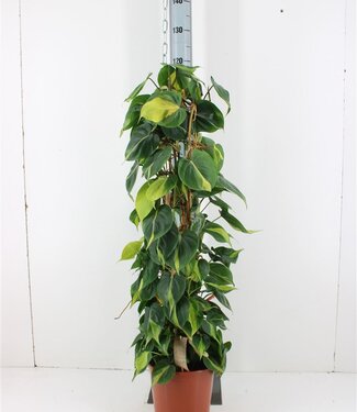 ME Philodendron Scandens Brasil | Pot de 24 | Par pièce