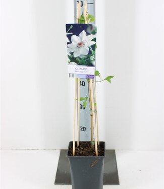 ME Clematis Miss Bateman + licht Label | Potmaat 17 | Per stuk