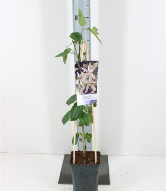 ME Clematis Armandii Apple Blossom + Light Label | Pot size 17 | Each