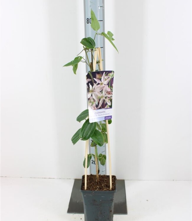 Clematis Armandii Apple Blossom + Light Label | Pot size 17 | Each