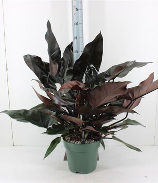 ME Philodendron Lisa | Pot size 27 | Each