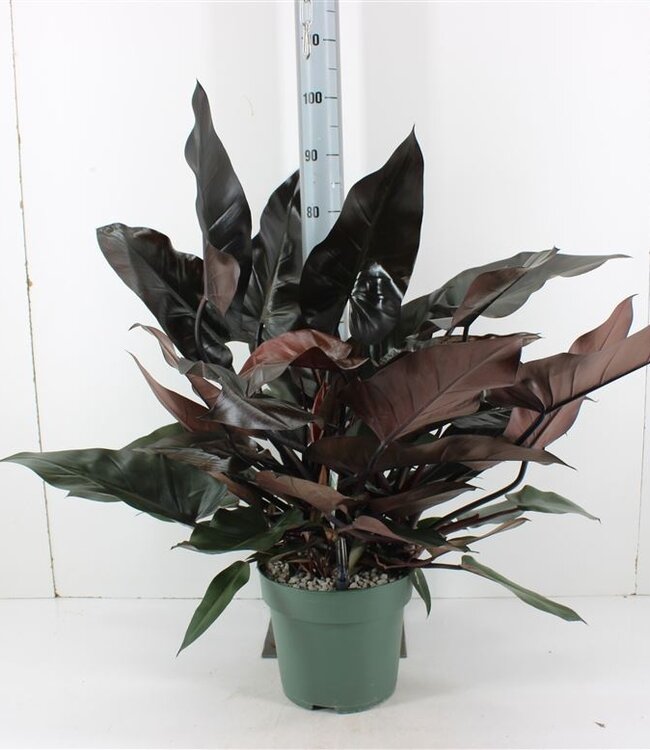 Philodendron Lisa | Taille du pot 27 | Chaque