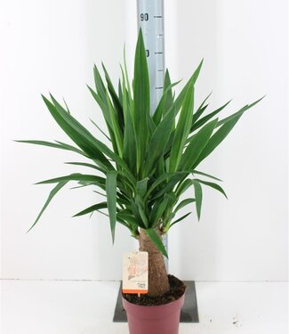 ME Yucca Maya Tree | Pot size 19 | Each