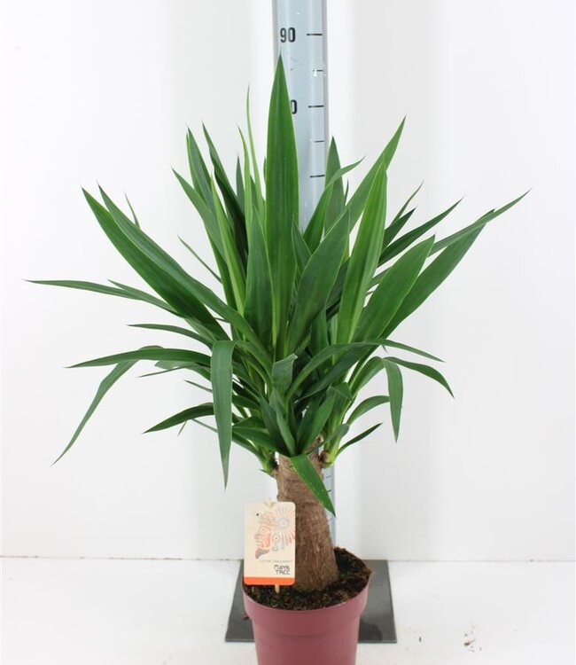 Yucca Maya Tree | Pot size 19 | Each