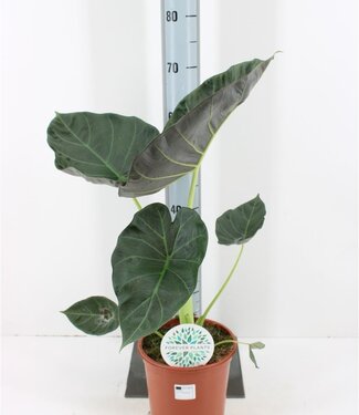 ME Alocasia Regal Shields | Hoogte 85 centimeter | Potmaat 21 | Per stuk