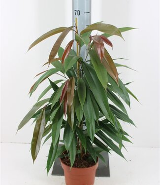 ME Ficus Amstel King | Potmaat 17 | Per stuk