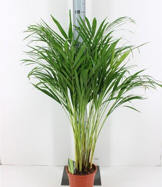 ME Dypsis Lutescens | Pot size 19 | Each