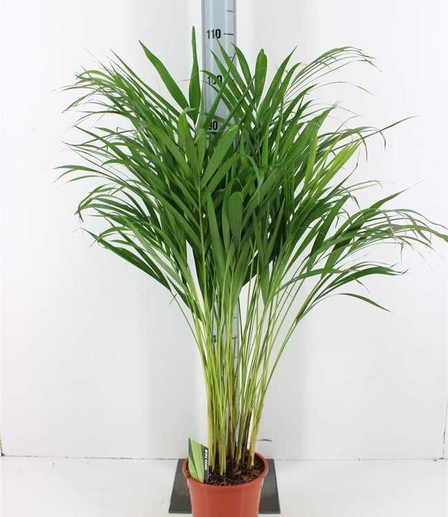 Dypsis Lutescens | Pot size 19 | Each