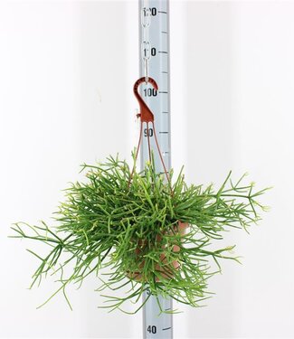 ME Rhipsalis Pulchra | Taille du pot 17 | Par pièce