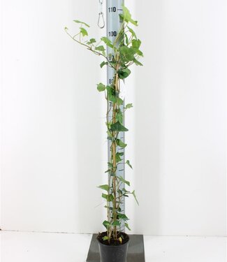 ME Hedera Hibernica | Pot size 17 | Each