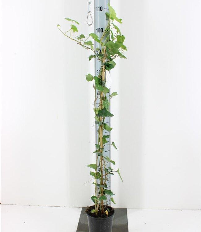 Hedera Hibernica | Pot size 17 | Each