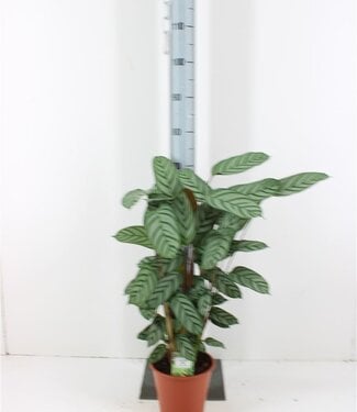 ME Calathea Compactstar | Taille du pot 19 | Par pièce