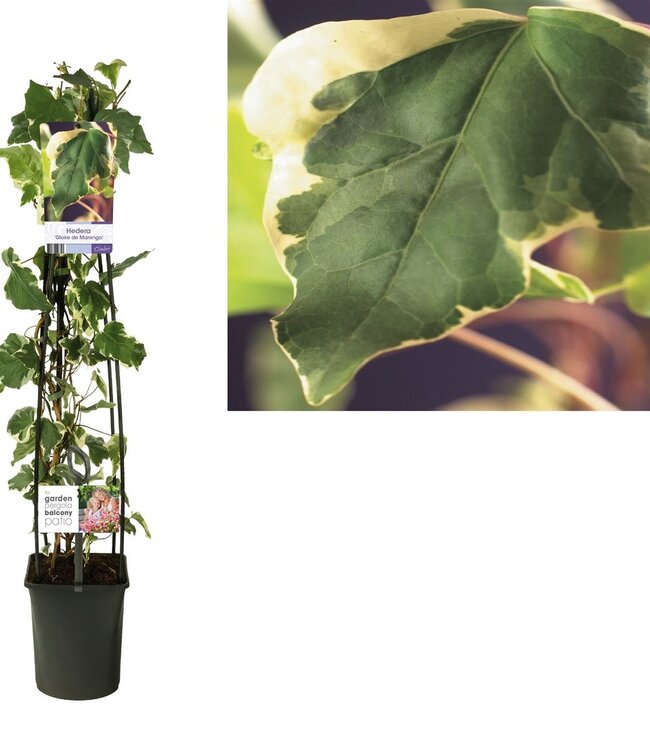 Hedera 'Gloire de Marengo' +light label ( x 1 )