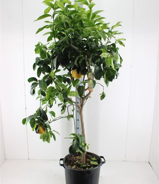 ME Citrus bergamot | Pot size 35 | Per piece