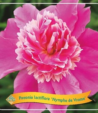 ME Paeonia Lactiflora 'nymphe De Vrome' P21 ( x 1 )