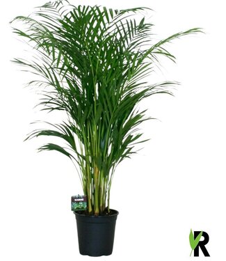 ME Dypsis lutescens | Each