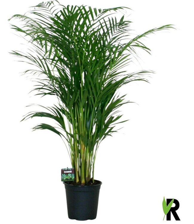 Dypsis lutescens | Each