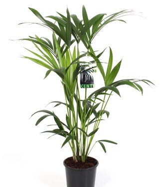 ME Kentia-Howea Forsteriana, 5 boutures p/pot | chacune