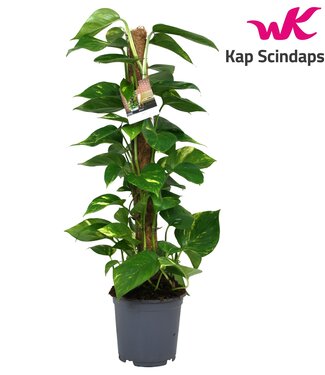 ME Scindapsus (Epipremnum) bâton de mousse 80 cm | Chaque