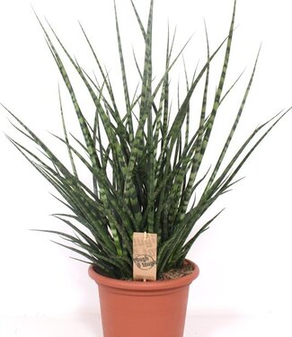 ME Sansevieria Fernwood Punk | Per stuk