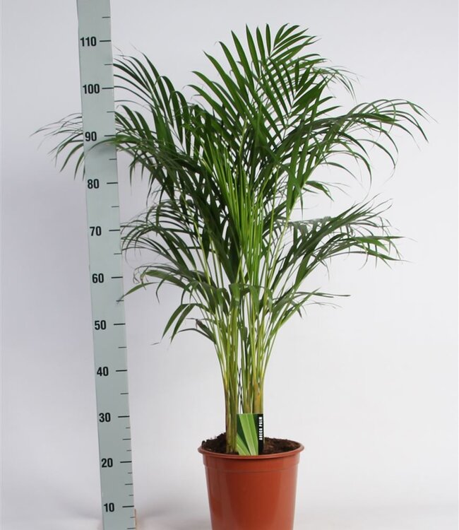 Dypsis Lutescens (Areca) | Topfgröße 24 A2 | einzeln