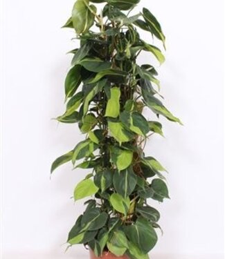 ME Philodendron Scandens Brasil | Per stuk