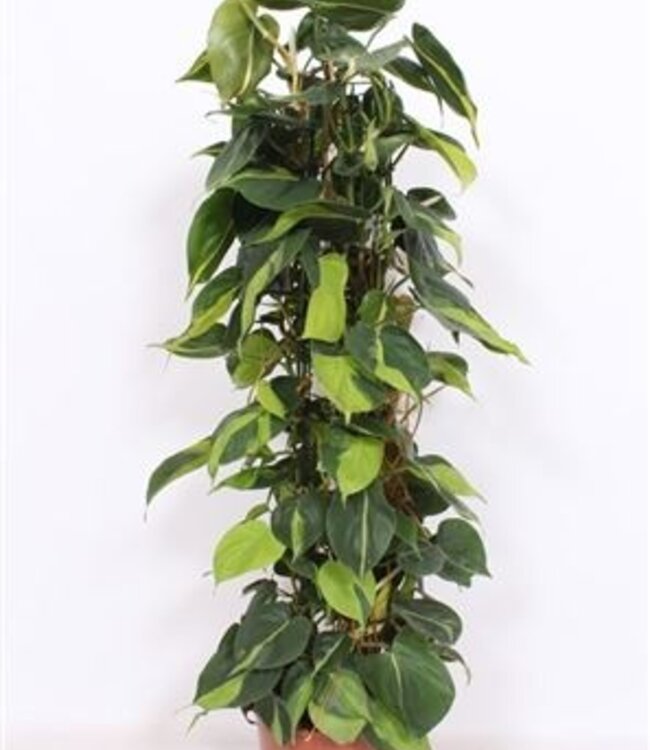 Philodendron Scandens Brasil | Per stuk