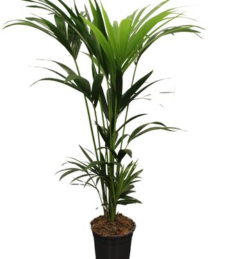 ME Howea forsteriana (Kentia) 5 pit 120-140cm | Per stuk