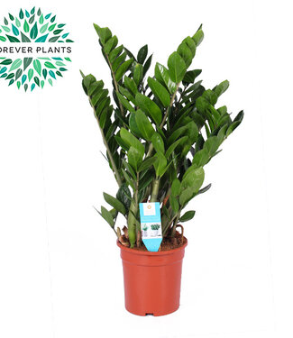 ME Zamioculcas p21 | Per stuk