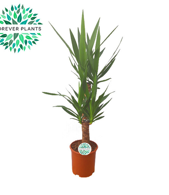 Yucca p21, 60+30, 2-STAM (2+ KOP) | Per stuk