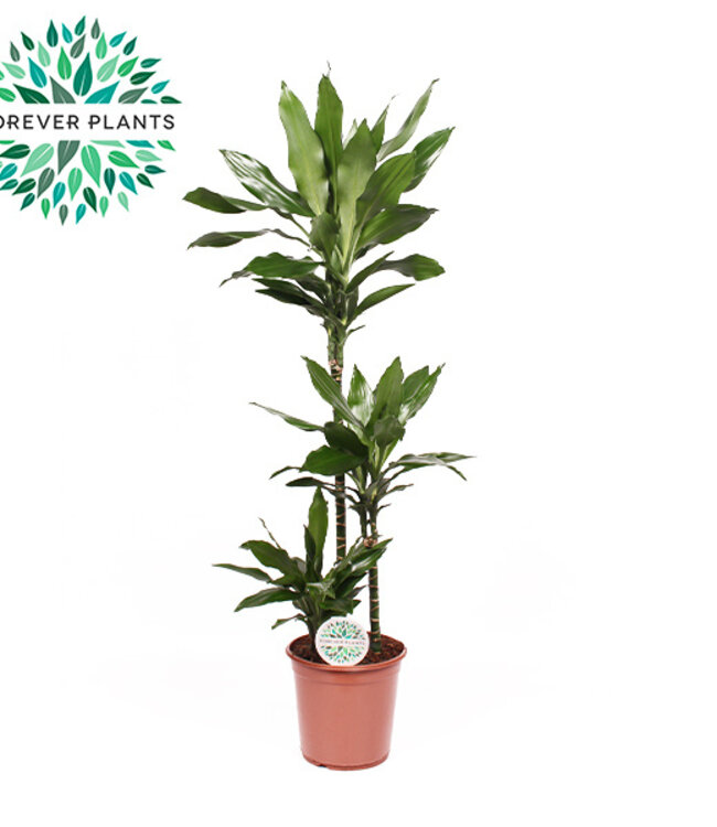 Dracaena Janet Lind p24, 75+30+10 | Per stuk