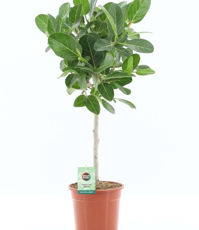 Ficus benghalensis Petite Audrey | Per piece