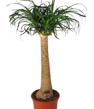 ME Beaucarnea 24 cm | Pro Stück