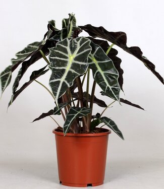 ME Alocasia 'Polly' | Per stuk