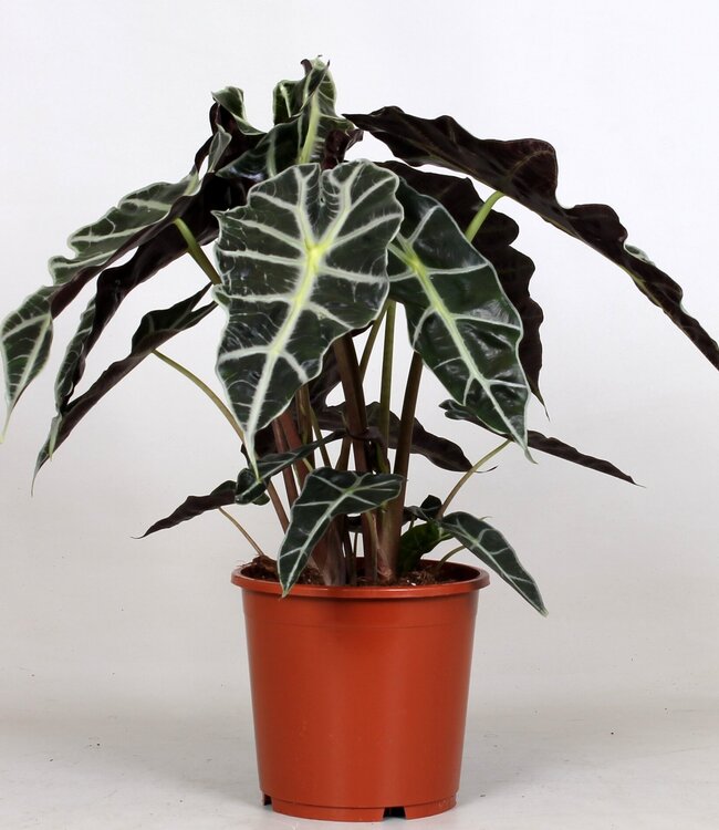 Alocasia 'Polly' | Per stuk te bestellen