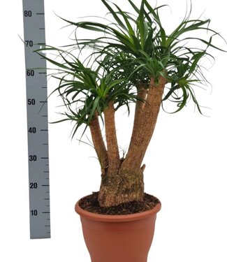 ME Beaucarnea 26 cm ramifié | Chaque