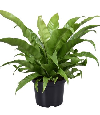 ME Asplenium Antiquum | Per stuk