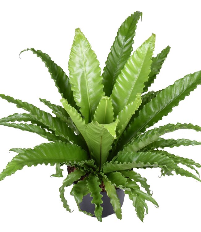 Asplenium Osaka | Per stuk