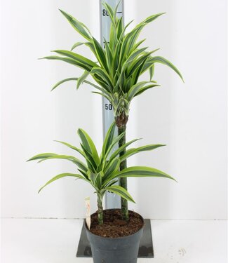 ME Dracaena De Lemon Lime | Pot size 19 | Each