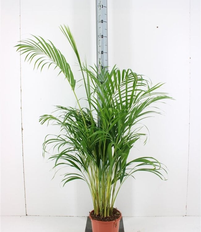 Dypsis Lutescens | Taille du pot 21 | Chaque