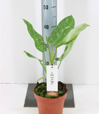 ME Philodendron Jose Buono | Potmaat 14 | Per stuk