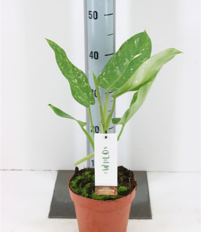 Philodendron Jose Buono P14 | Per stuk te bestellen