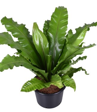 ME Asplenium nidus | Per stuk